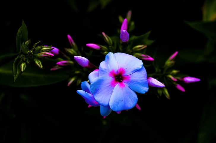 Phlox mekar, Blossom, mekar, biru, Tutup, bunga, makro