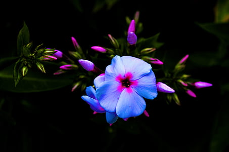 Phlox άνθιση, άνθος, άνθιση, μπλε, Κλείστε, λουλούδι, μακροεντολή