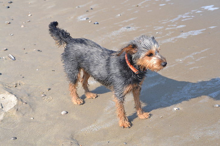 Hund am Strand, Mischling Dackel Yorkshire, Terrier, Tier