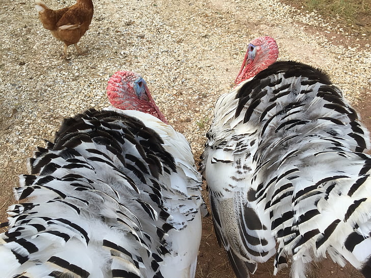 turkeys, tom, bird, male, gobbler, animal, white