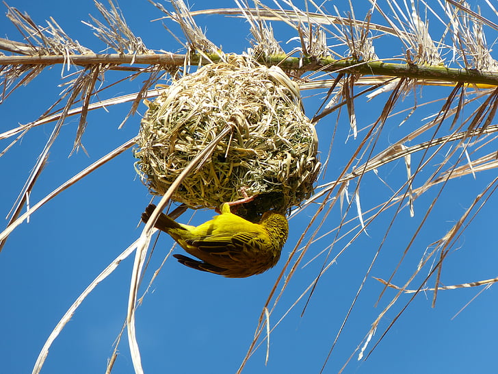 yellow weaver bird, nest, south africa, blue, one animal, animal wildlife, animal themes