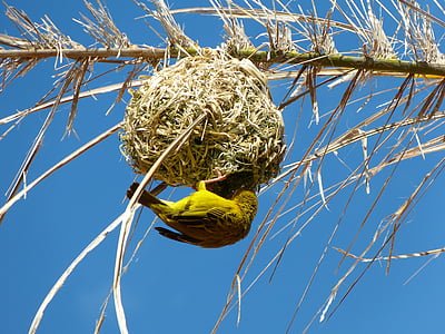 gelbe Webervogel, Nest, Südafrika, Blau, ein Tier, tierische wildlife, Tierthema