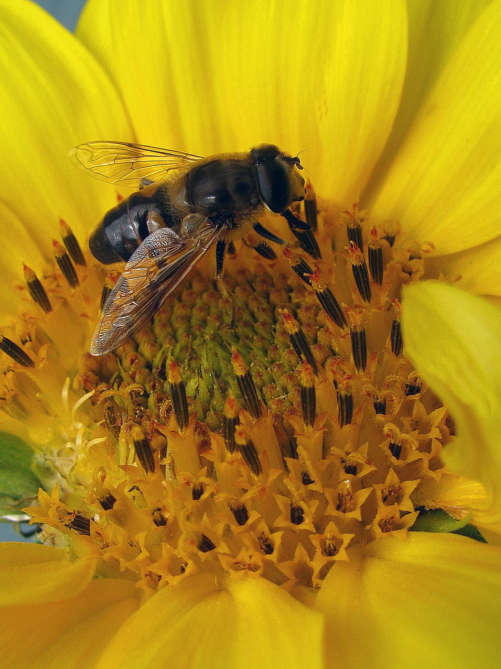 Bite, nektārs, kukainis, medus, putekšņu, saulespuķes, dzeltena