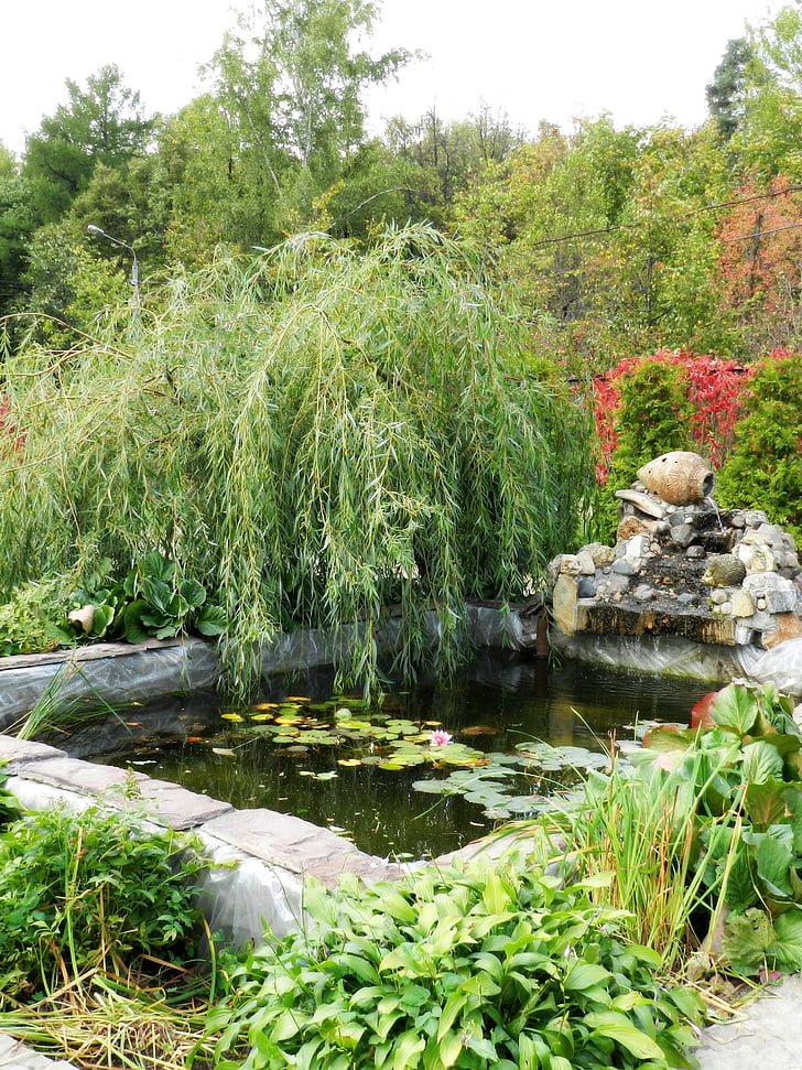 Willow, fontein, natuur, plant, buitenshuis, vijver, groene kleur