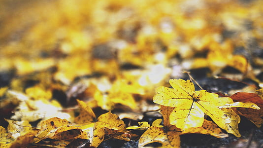 selektif, fokus, fotografi, kering, Maple, daun, musim gugur