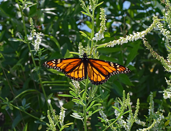 Monarch butterfly på Stenkløver, sommerfugl, insekt, dyr, fauna, flora, Stenkløver