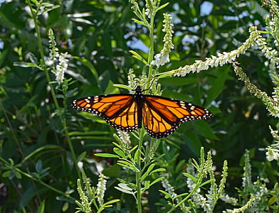 Monarkfjärilen på sötväppling, fjäril, insekt, djur, fauna, Flora, sötväppling
