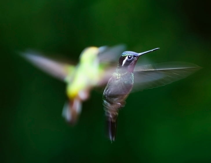 Koliber, ptak, kolibrowatych (Trochilidae), latać, Bill, skrzydło, jedno zwierzę