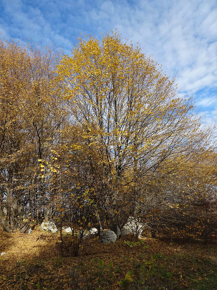 árbol, rocas, paisaje, naturaleza, otoño
