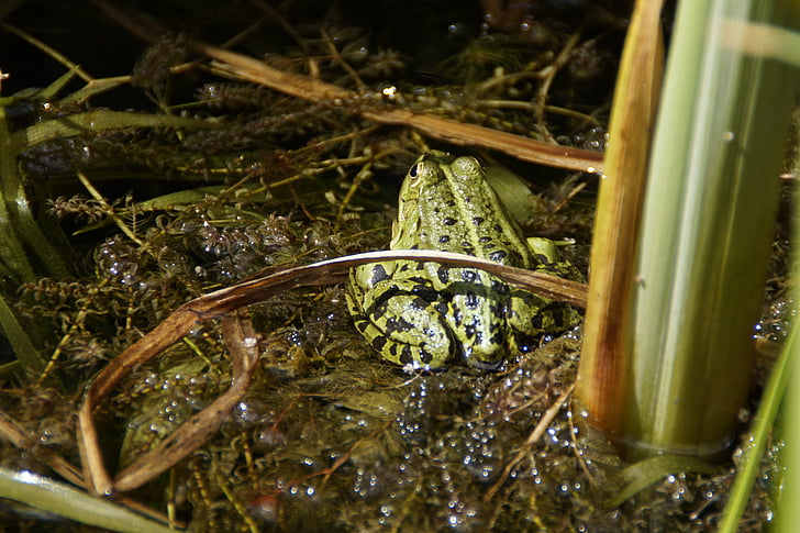 Frog pond, frosk, amfibier, Sommer, fauna, dammen, Lake