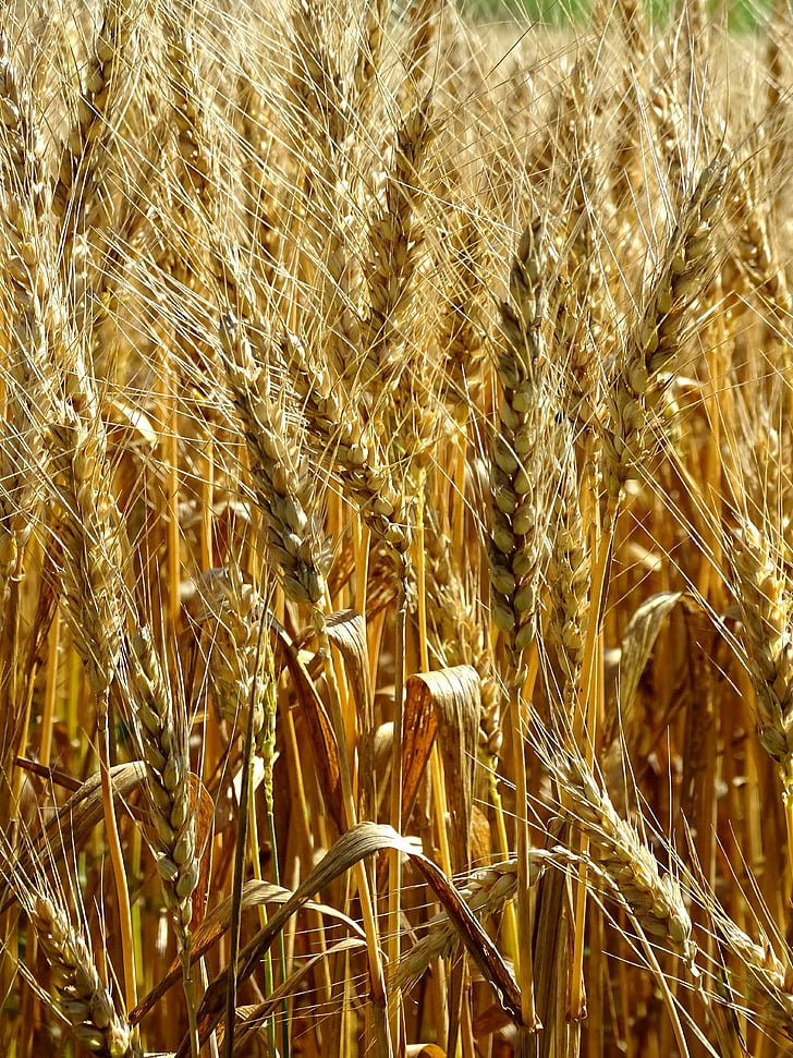pšenice, Spike, žitno polje, žita