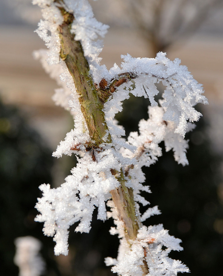 talvel, Frost, taim, jää, talvistel, külmutatud, talvel võlu