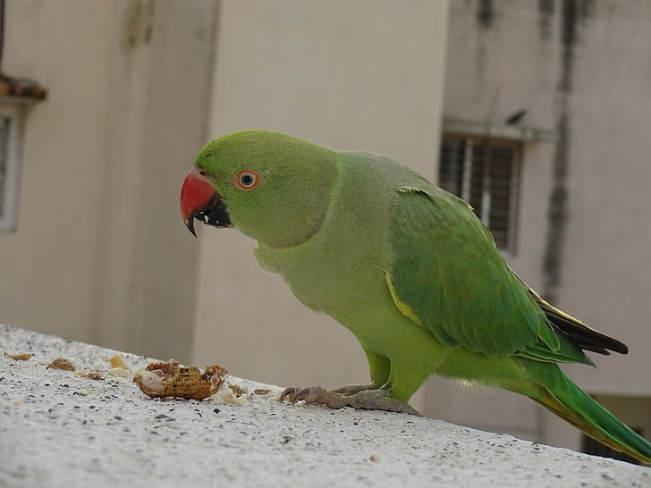 daytime, eating, parrot, parrots, peanuts, bird, one animal
