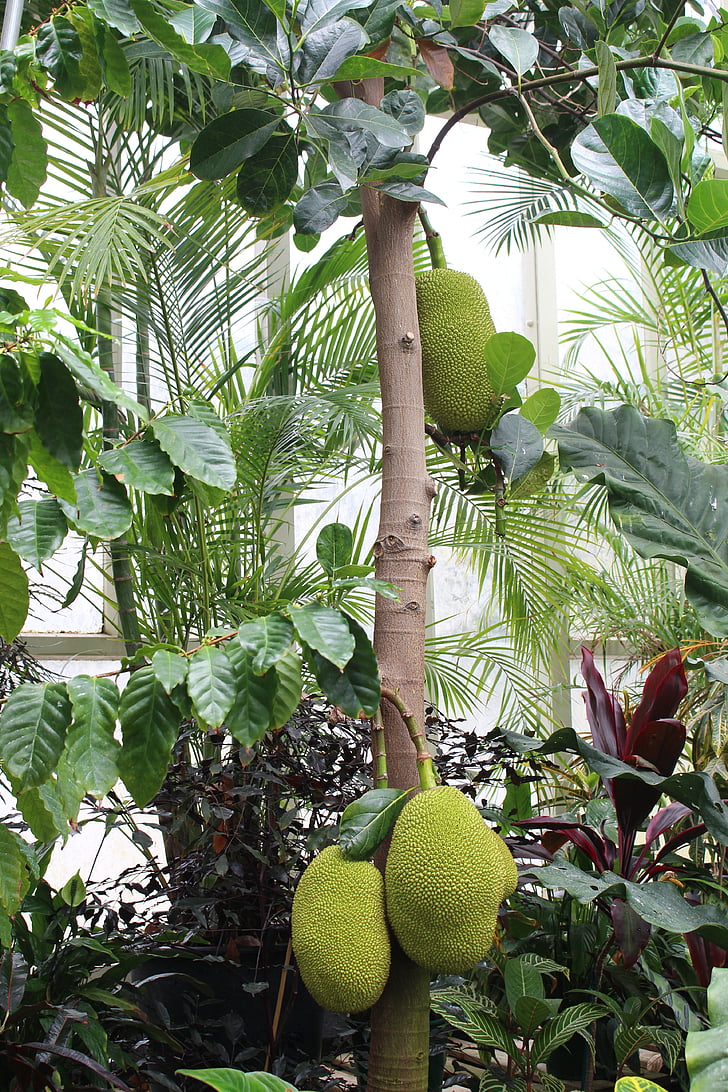 durian, jack fruit, tree, botanical garden, new zealand, auckland, green