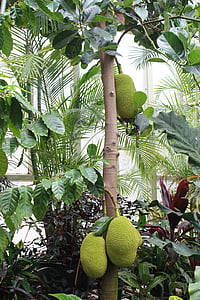Durian, Jack frukt, träd, Botaniska trädgården, Nya Zeeland, Auckland, grön
