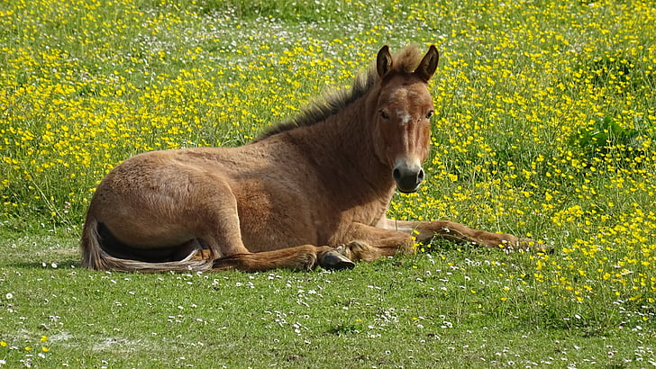 foal, prairie, equine, horse, green, grass