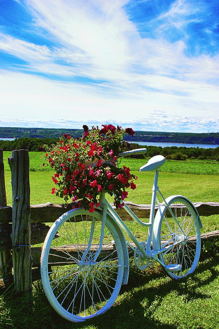 bike, flowers, fields, bouquet, landscape, nature