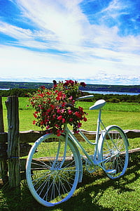 Sepeda, bunga, bidang, karangan bunga, pemandangan, alam