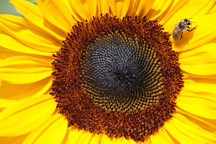 bunga matahari, helianthus annuus, komposit, bunga, alam, tanaman, kuning