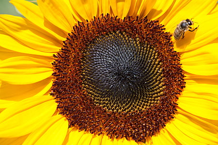 Sun flower, Helianthus annuus, vật liệu composite, Hoa, Thiên nhiên, thực vật, màu vàng