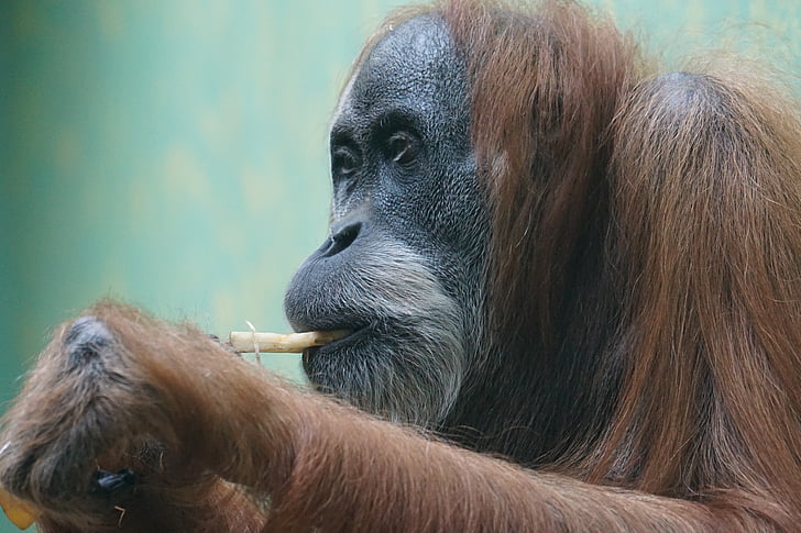 orangutana, primát, opice, opic Statého světa, APE, zvířecí portrét, Pongo abelli