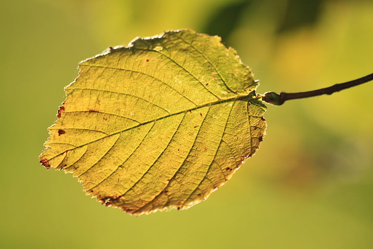 buk, bukového listí, padajícího listí, podzimní barvy, barevné listí, podzim, list