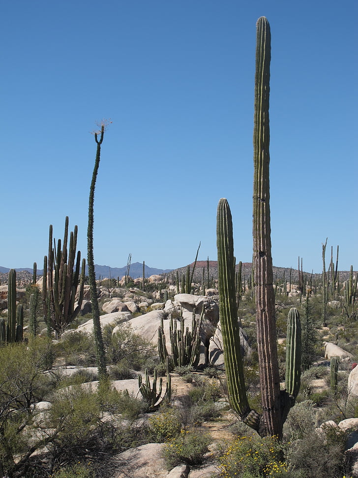 woestijn, Californië, Cactus, landschap, natuur, droog, schilderachtige