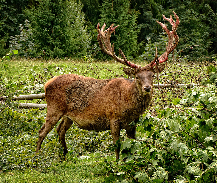 Hirsch, Red deer, tanduk, Antler pembawa, hewan, hutan, liar