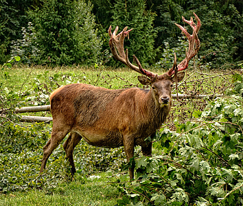 hirsch, red deer, antler, antler carrier, animal, forest, wild