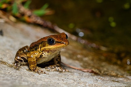 frog, amphibians, amphibian, animal, nature, wildlife, toad