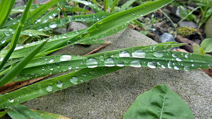 cỏ, dewdrops, nước