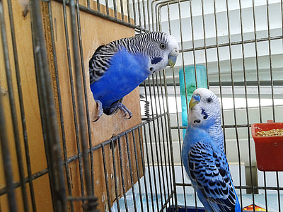 birds, cage, parrots, couple, parrot in cage, bird