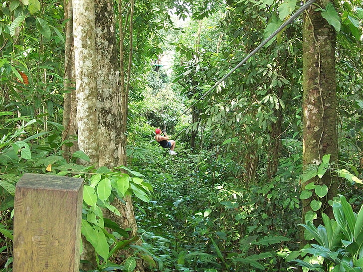 zipline, forest, canopy, extreme, harness, rainforest, adventure
