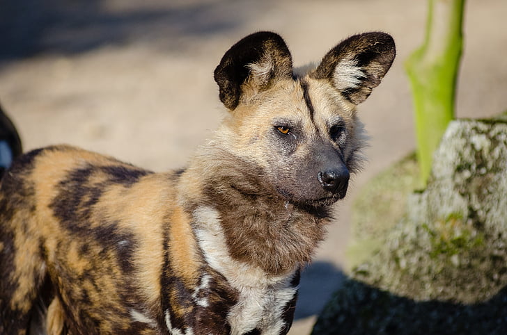 Afrikaanse wilde hond, dier, dieren fotografie, vervagen, Canine, Close-up, schepsel