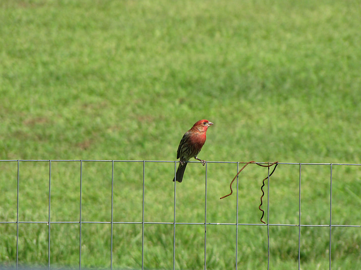 house finch, fence, bird, fly, wings, feather, wildlife