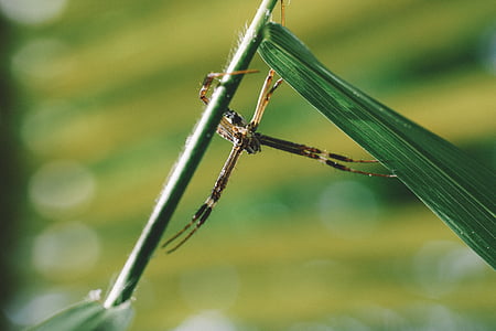 arachnid, close-up, blad, makro, plante, edderkop
