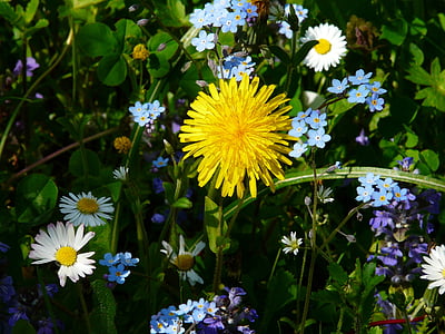 meadow, dandelion, wildflowers, forget me not, daisy, nature, flower