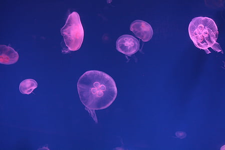 boldog lee, akvárium, álomszerű képek, hal, medúza, víz alatti, állat