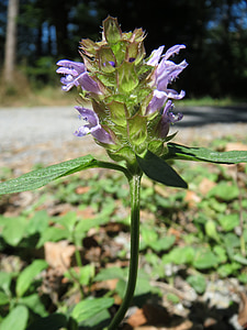 Prunella vulgaris, Brunelle commune, prunelle, fleurs sauvages, Inflorescence :, macro, flore