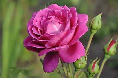 Rosa, l'estiu, flors, Rosa, bonica, jardí, pètals