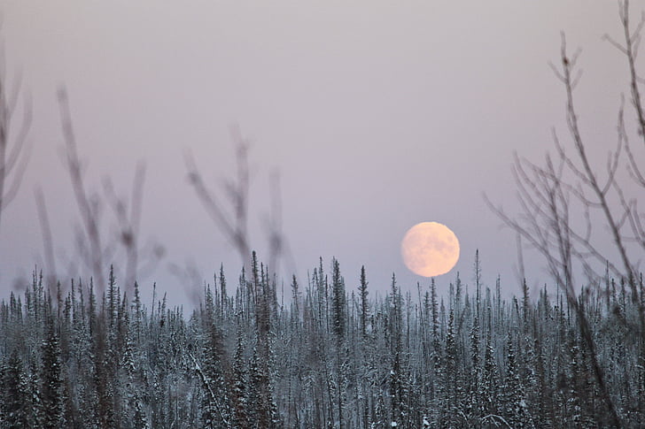 winter, moon, woods, full moon, snow, cold, nature