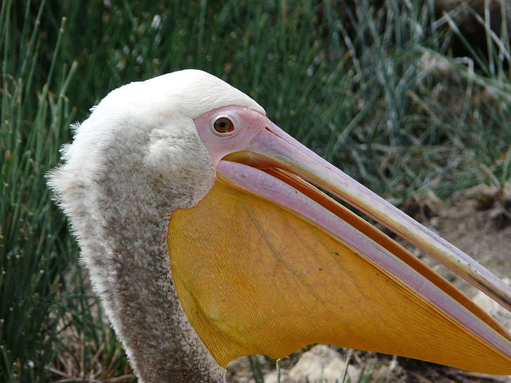 pelican, bird, animal, nature