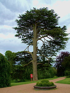 tall, tree, bark, branch, nature, trunk, green