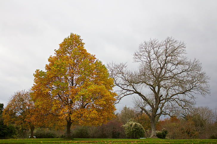 uno, frondoso, árbol, desnudo, durante el día, otoño, naturaleza