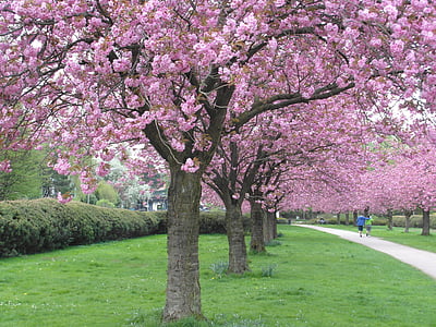 kirsebærtre blomstrer, rød, Avenue, rosa, anbud, våren, grønn
