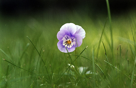 viola, flor, púrpura, primavera, naturaleza, violeta, jardín