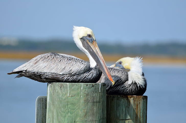 pelicans, bird, avian, resting, piling, river, background
