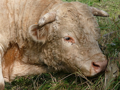 Bull, de reproduction, Charolais, pâturage, troupeaux, bête, Agriculture