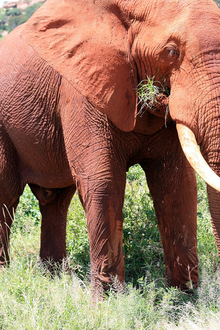 slon, Afrika, Keňa, Safari, voľne žijúcich živočíchov