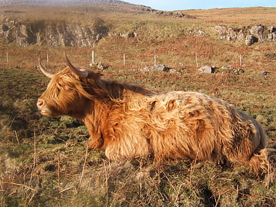 brown, white, cattle, green, terrain, daytime, animal